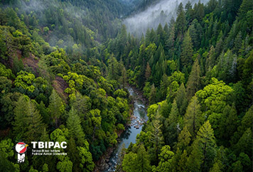 Yurok Tribe Reclaims 47,000 Acres of Ancestral Forest in Northern California